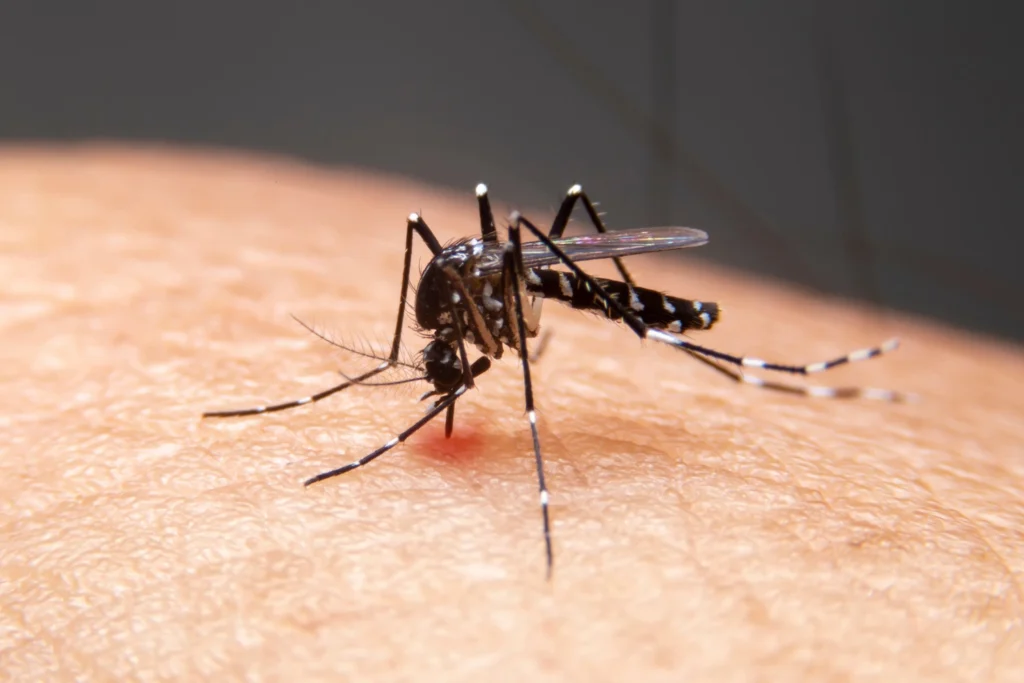 Febre, dores e manchas vermelhas pelo corpo podem ser sintomas de dengue! Esta infecção viral é perigosa e, em estágio avançado, causa hemorragias.