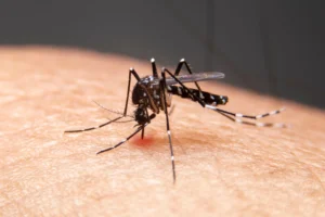 Febre, dores e manchas vermelhas pelo corpo podem ser sintomas de dengue! Esta infecção viral é perigosa e, em estágio avançado, causa hemorragias.