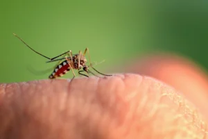 Como identificar a dengue e tratar da forma certa Central de Consultas | Clínica Popular