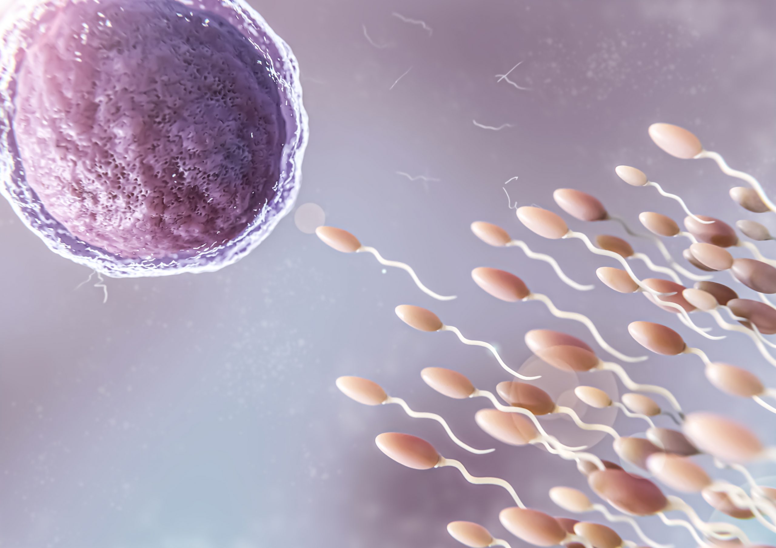 Representação artística de um espermatozoide se aproximando de um óvulo, com o óvulo em destaque na parte esquerda da imagem, mostrando sua superfície celular detalhada, enquanto os espermatozoides se movem em direção a ele.