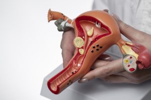 Modelo anatômico colorido mostrando a estrutura do útero, ovarios e trompas de Falópio, com detalhes sobre vasos sanguíneos e formações internas em destaque.